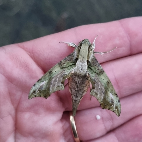 Eupanacra splendens