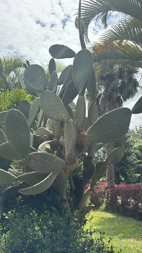 Indian fig opuntia