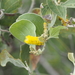 Acacia humifusa