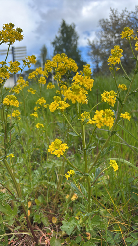 bitter wintercress