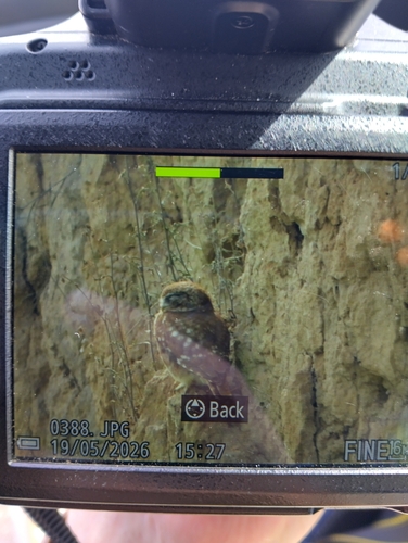 Little Owl