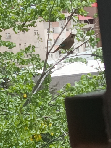 Eurasian Jay