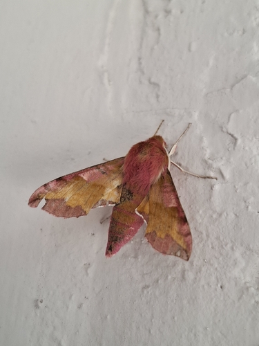 Small Elephant Hawkmoth