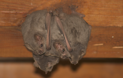 Hairy Fruit-eating Bat