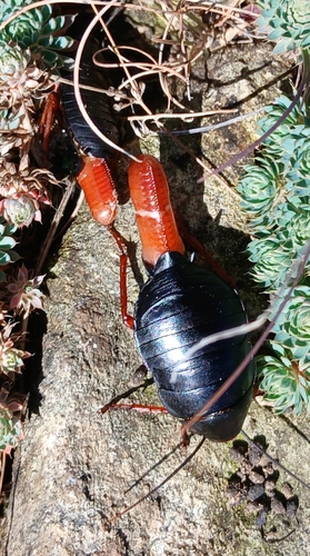 Red-headed Cockroach