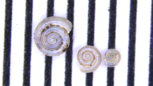 Lucilla singleyana