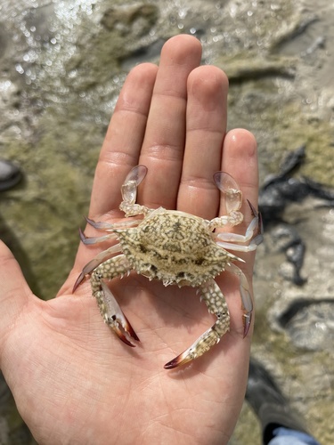 Asian Blue Swimming Crab