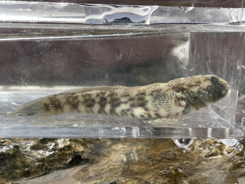 Arabian goby
