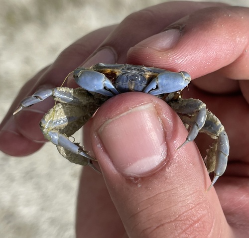 blue claw mud crab