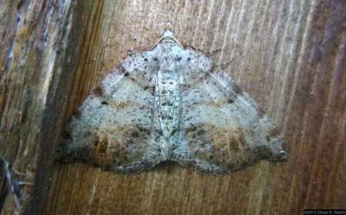 Macaria exauspicata