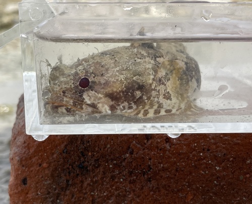 Colletteichthys occidentalis