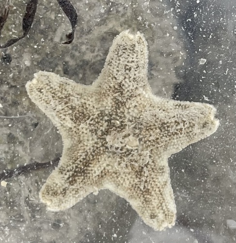 Aquilonastra iranica