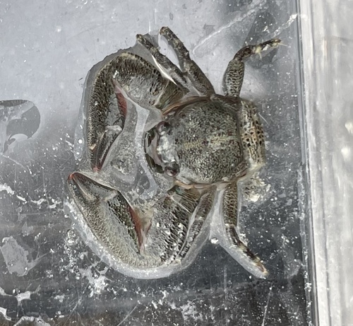 Petrolisthes rufescens