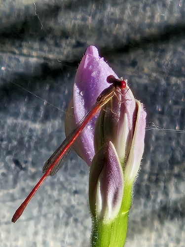 Narrow-winged Damselflies
