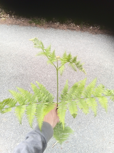 common bracken