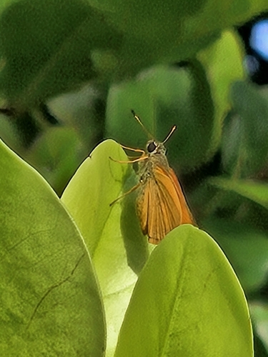 V-Mark Skipper