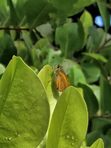 V-Mark Skipper
