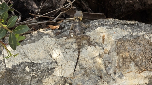 Roughtail Rock Agama