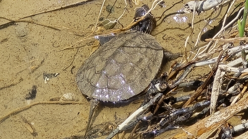 Western Caspian Turtle
