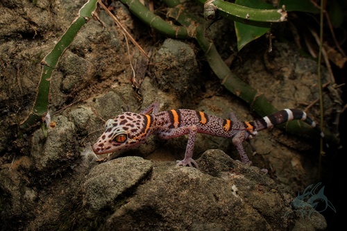 Chinese Leopard Gecko