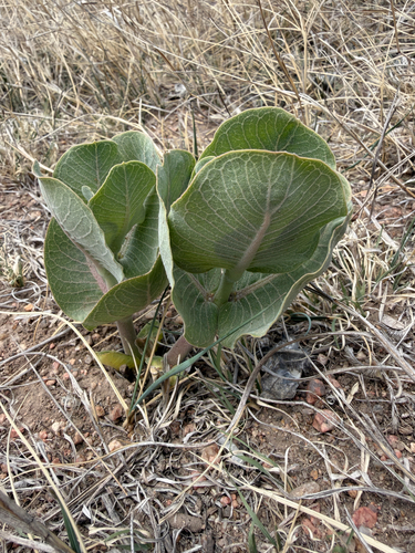 broadleaf milkweed