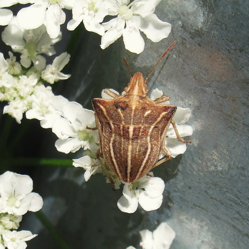 Ancyrosoma leucogrammes