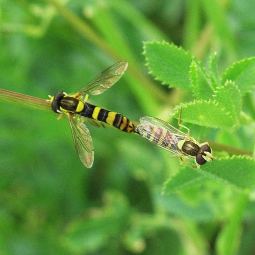 Common Globetail