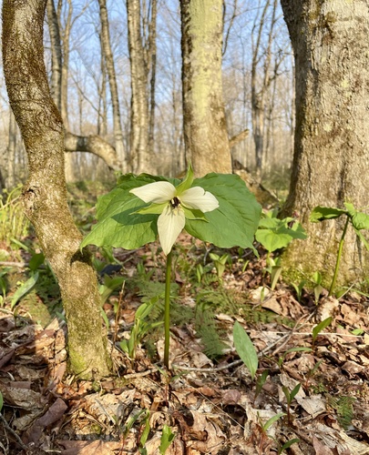 White-flowered Red Trillium