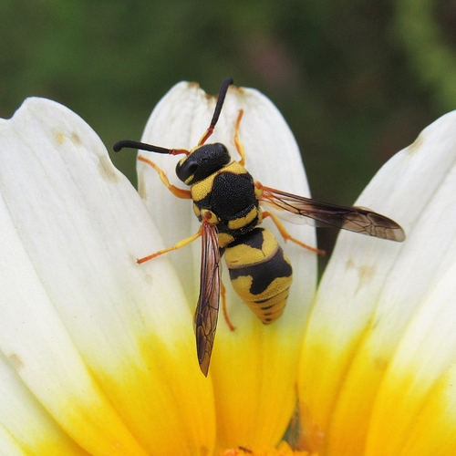 Euodynerus variegatus