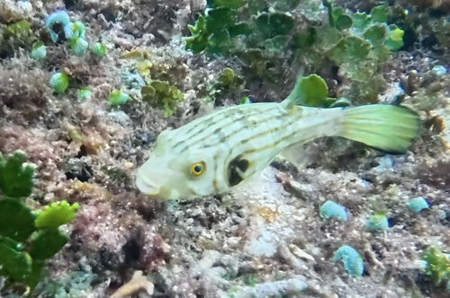 Narrowlined Puffer