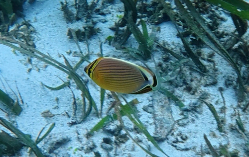 Redfin Butterflyfish
