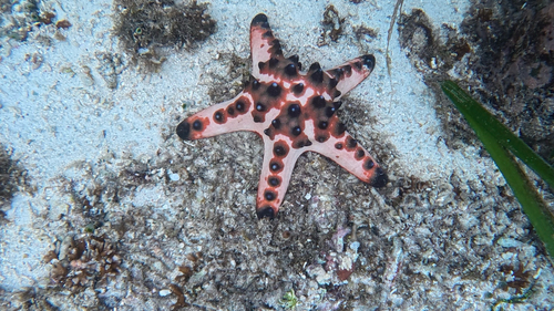 Chocolate Chip Sea Star