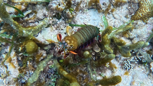 Peacock Mantis Shrimp