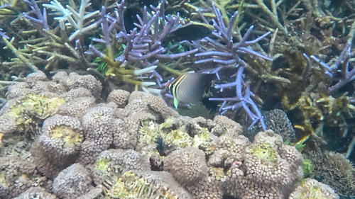 Eastern Triangle Butterflyfish