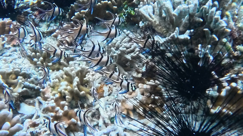 Banggai Cardinalfish