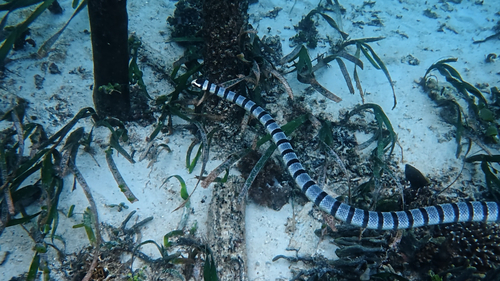 Yellow-lipped Sea Krait
