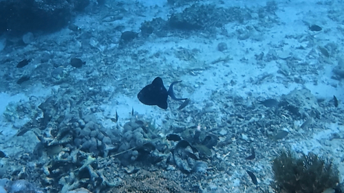 Redtooth Triggerfish
