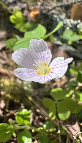 European wood-sorrel