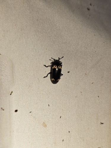 Micrencaustes biomaculata