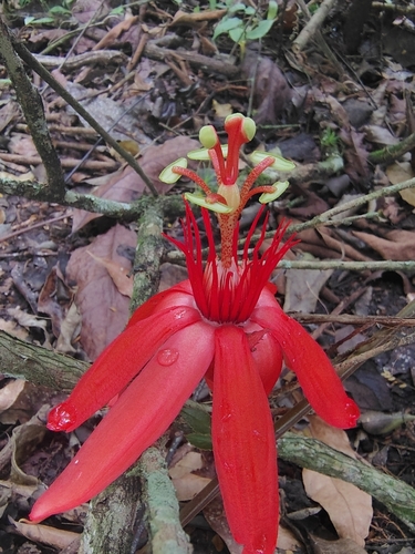 grapeleaf passionflower
