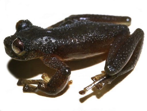 Ruiz's Cochran Frog (Nymphargus ruizi)