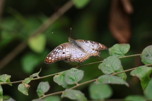 White Peacock