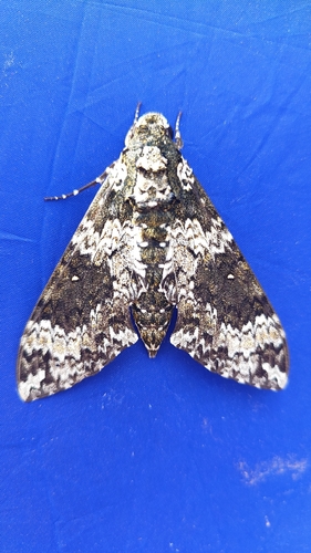 Rustic Sphinx