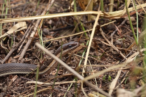 Paraguay Green Racer