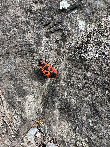 European Firebug
