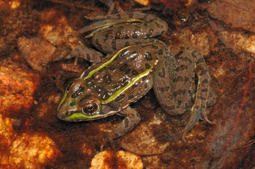 Chiricahua Leopard Frog