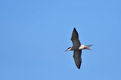 Common Tern