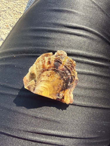 Rayed Pearl Oyster