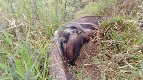 Giant Anteater