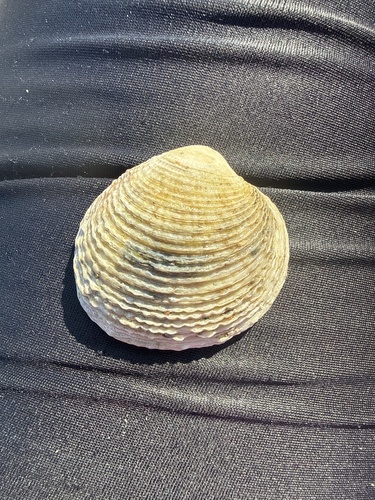 Warty Venus Clam